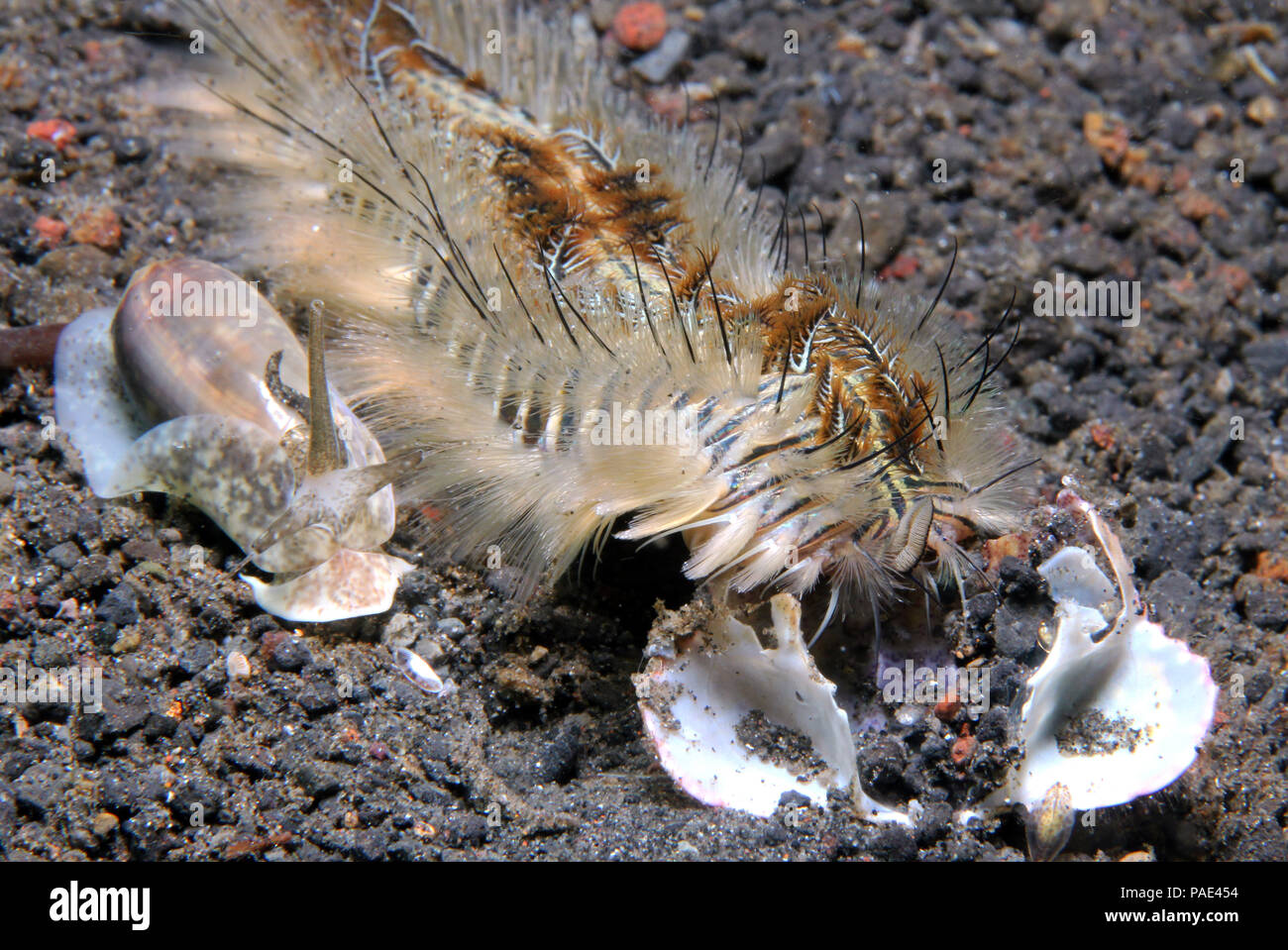 Golden Fireworm (Chloeia Flava, aka Peacock Bristle Worm) mit einem Side-kick Schnecke. Lembeh Strait, Indonesien Stockfoto