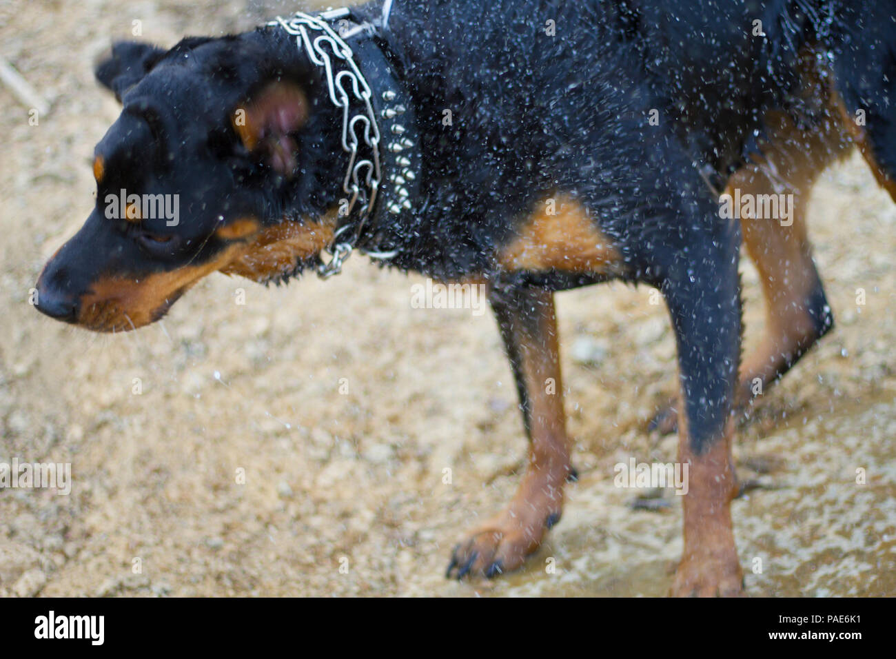 Rottweiler Schwimmen im See, Hund schwimmen Action Fotos Stockfoto