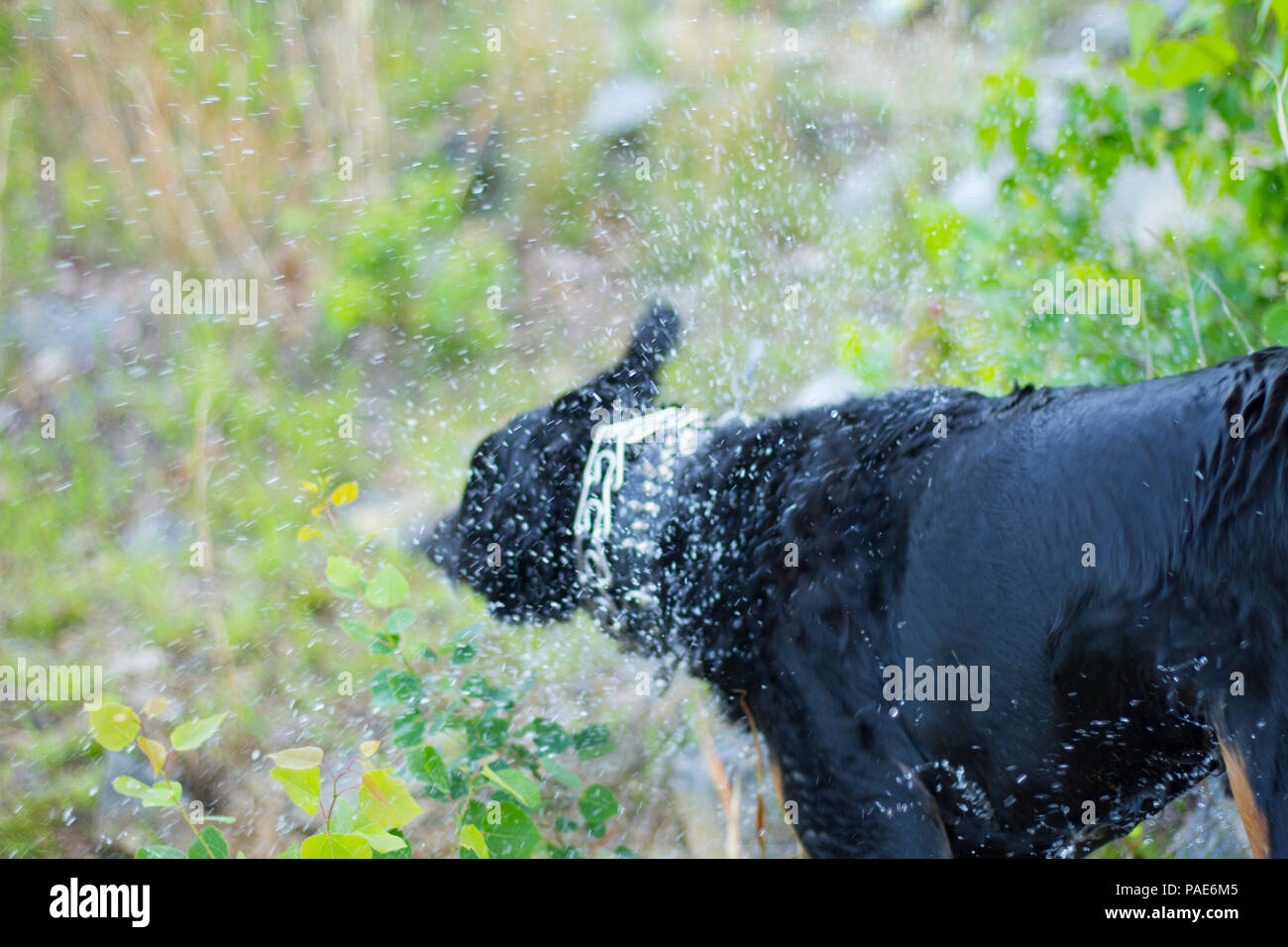 Rottweiler Schwimmen im See, Hund schwimmen Action Fotos Stockfoto