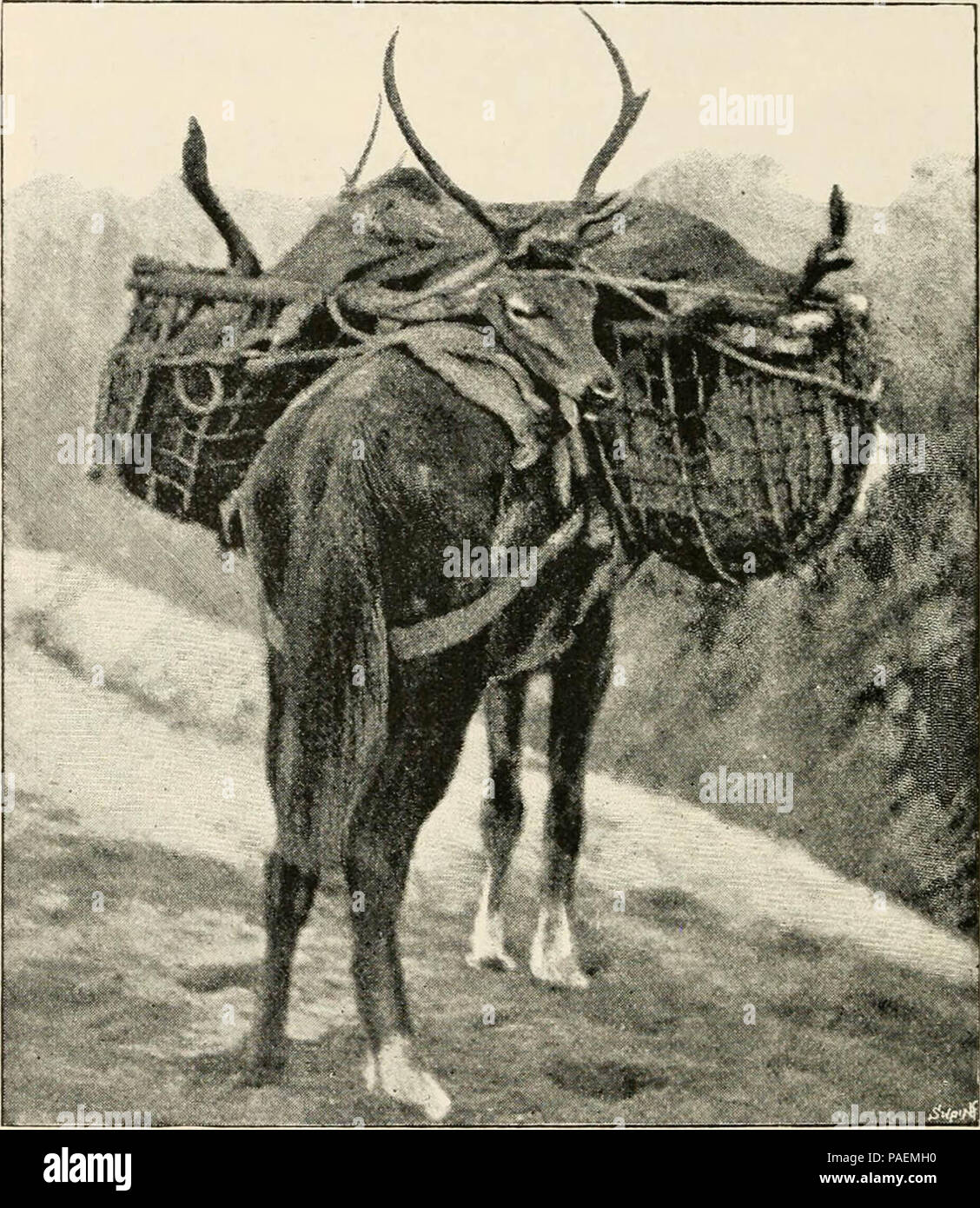 "Wilde Spanien ... Aufzeichnungen der Sport mit Gewehr, Stange, und Gewehr, Naturgeschichte und Exploration' (1893) Stockfoto