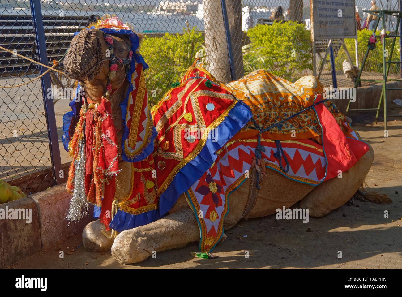 Ein Kamel wartet auf Passagiere in Indien Stockfoto