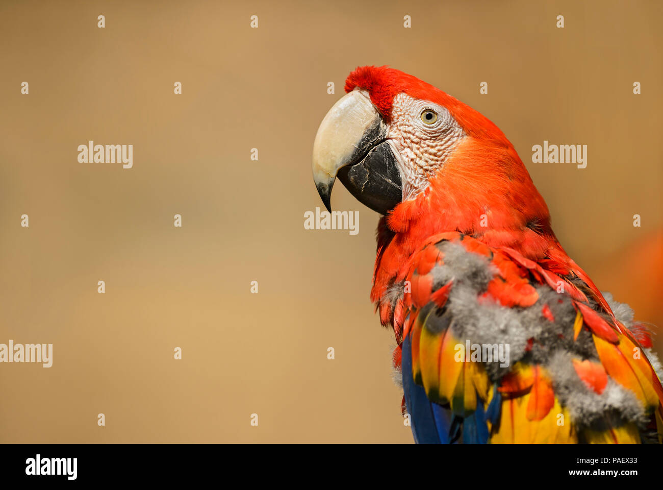 Hellrote Ara - Ara macao, große schöne bunte Papagei aus Mittelamerika Wälder, Costa Rica. Stockfoto