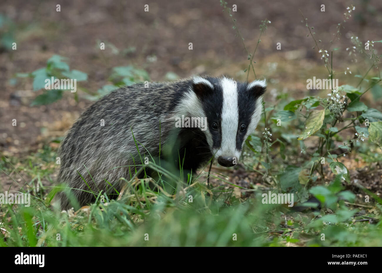 Nahaufnahme eines jungen Dachsjungen in einem natürlichen Waldlebensraum. Das ist eine 5 Monate alte wilde Landschaft mit europäischem Dachs (Meles meles). Horizontal. Stockfoto