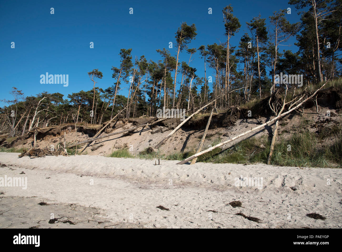 Es ist ein Sandstrand an der Westküste der Halbinsel Darß im Nordosten Deutschlands mit viel totes Holz aus dem Wald hinter dem Strand. Stockfoto