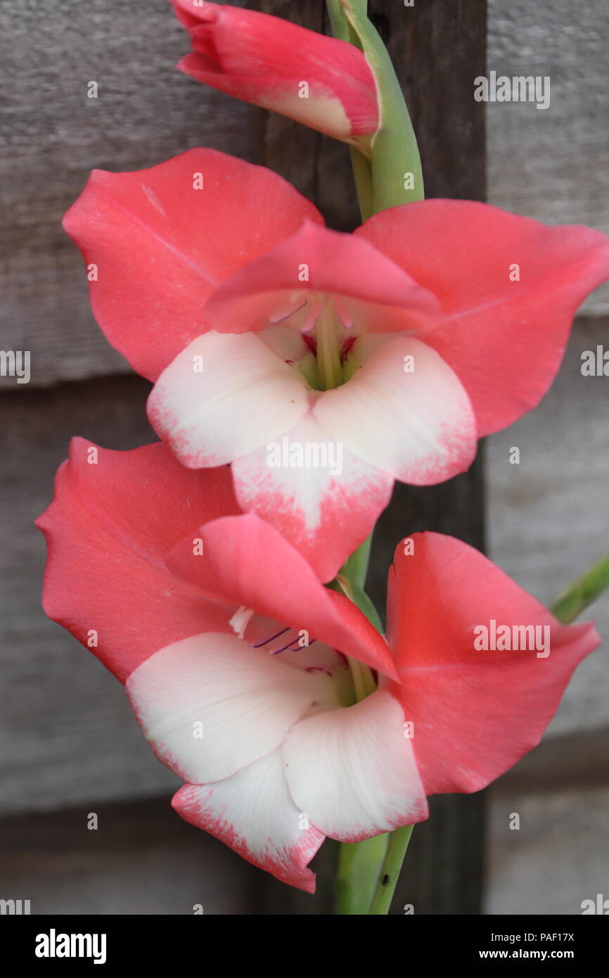 Gladiolen Gladiolen Pflanzen Herrliche Blute Swood Lilly