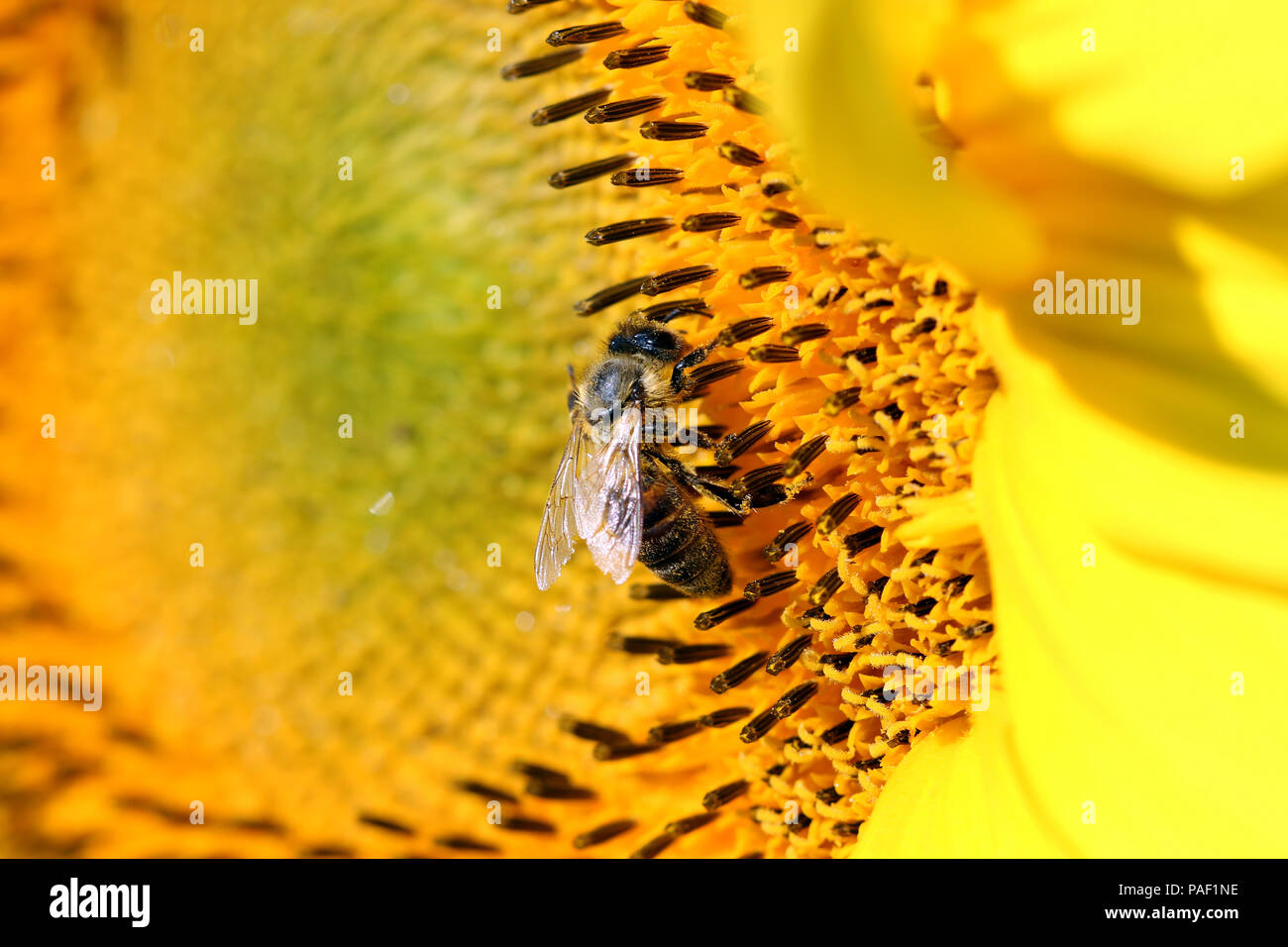 Biene auf Sonnenblumen Sommersaison Stockfoto