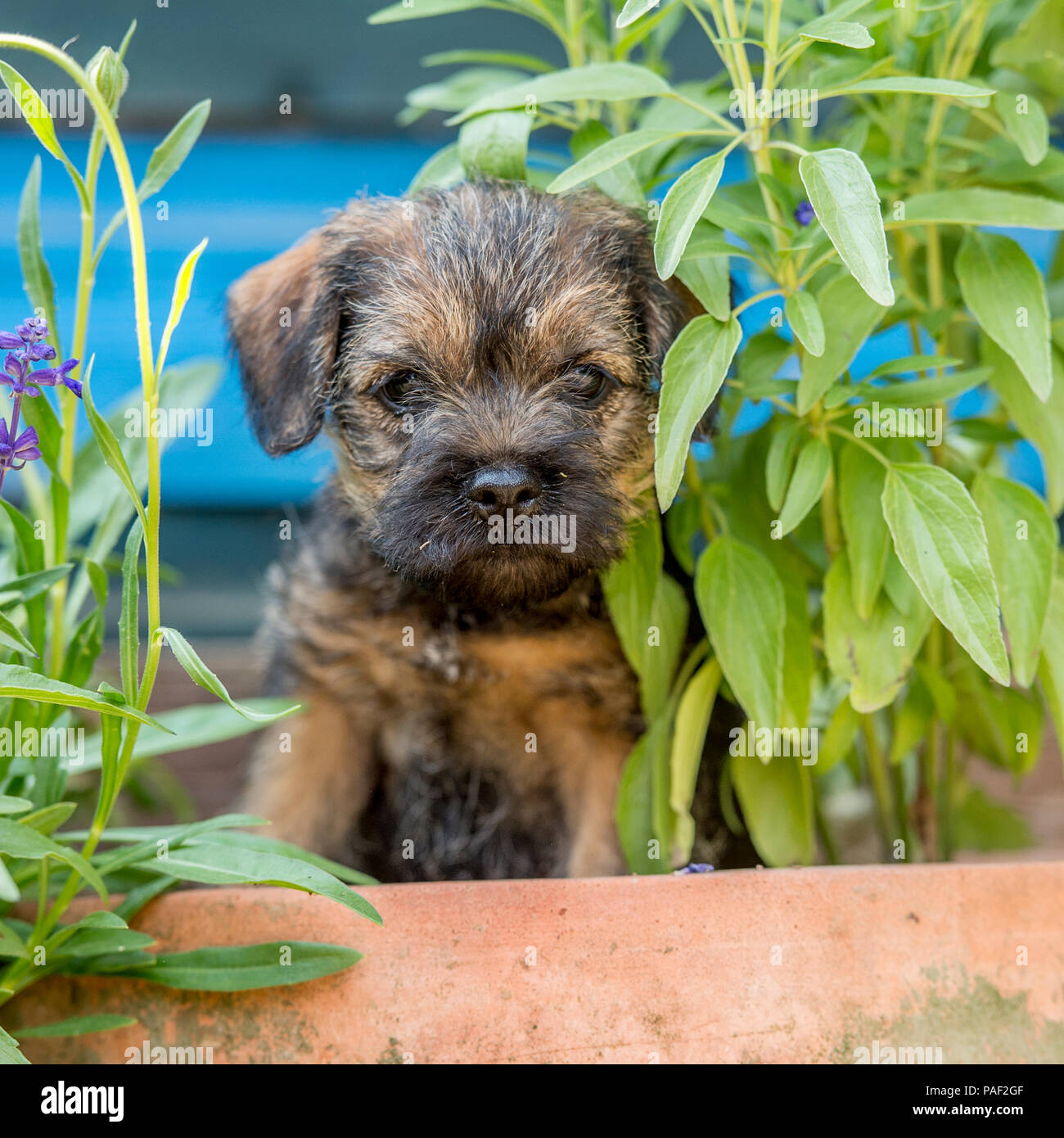 Border Terrier Welpen Stockfoto