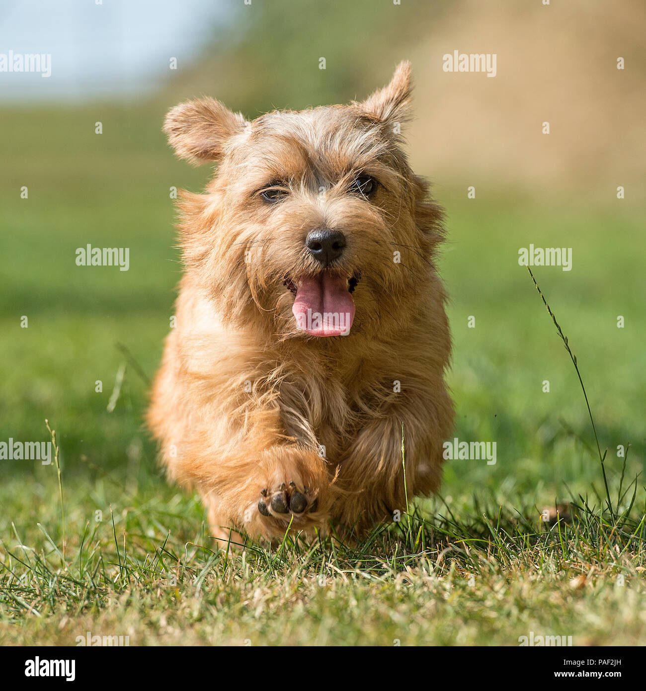 Norfolk Terrier Stockfotografie Alamy