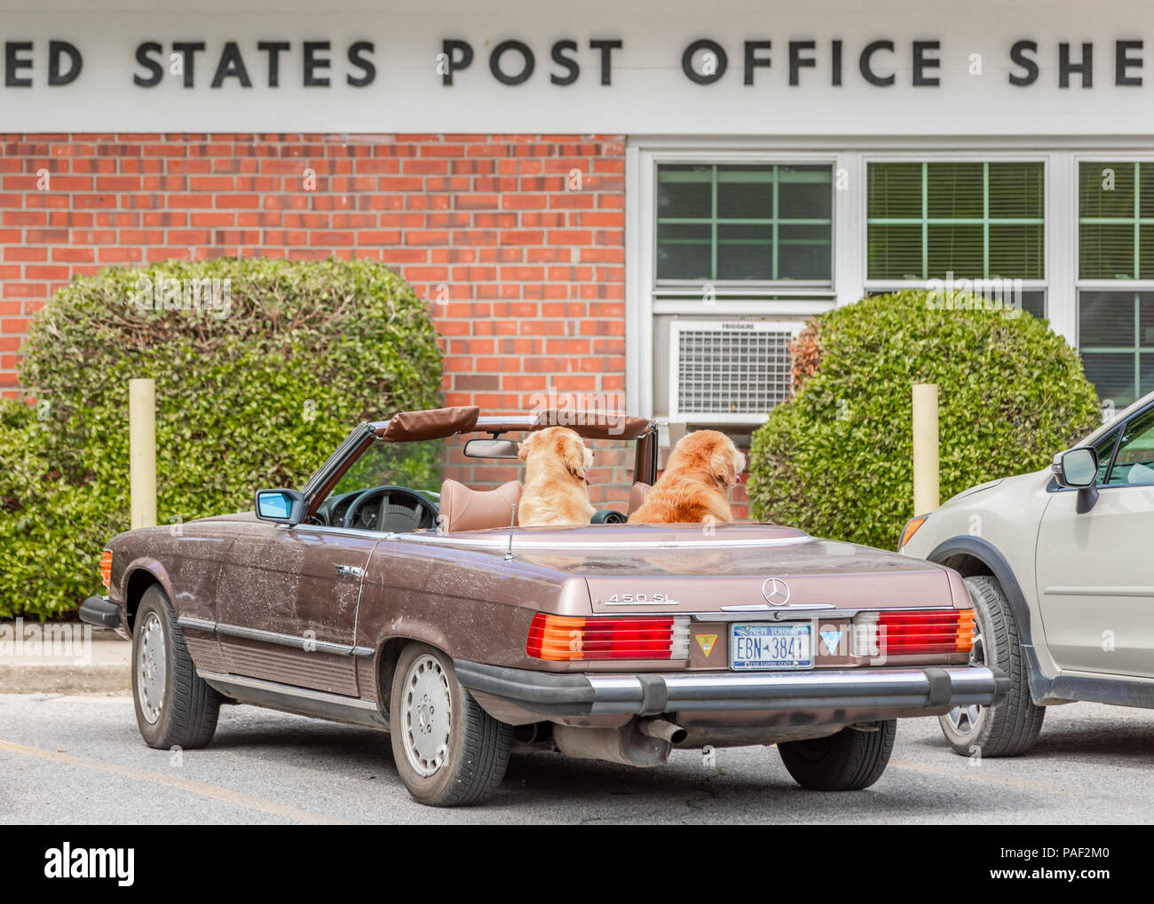Zwei Hunde in einem Cabrio Mercedes vor der Post Stockfoto