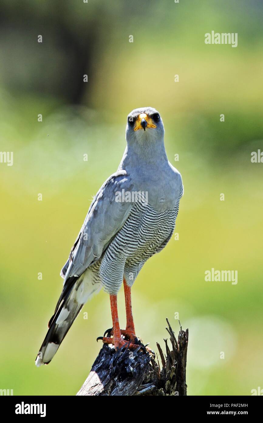 Nach Grey gefütterte Hawk Stockfoto