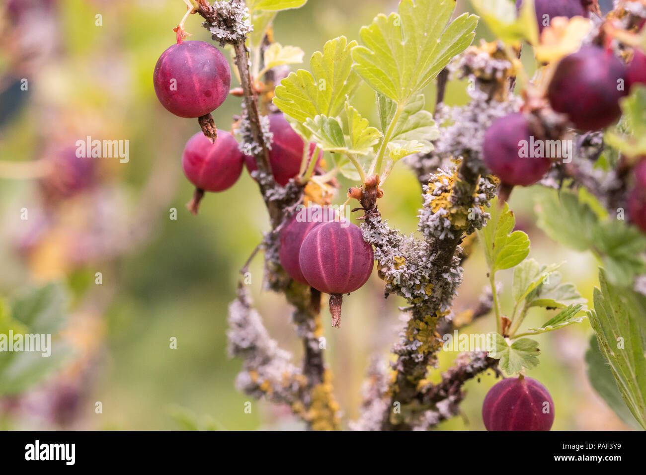 Frische Stachelbeeren auf einem Zweig von stachelbeeren Bush Stockfoto