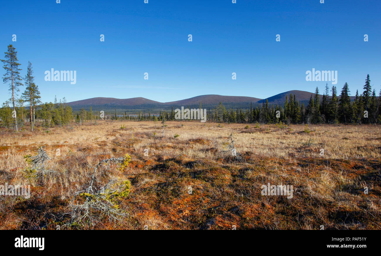 Fells Pallastunturit in Muonio, Finnland Stockfoto