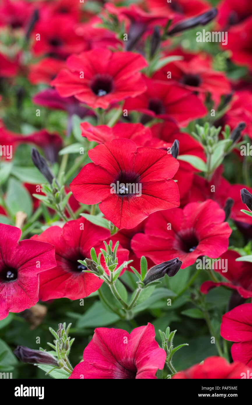 Petunia F1 Flutwelle' Rot Velours. Stockfoto