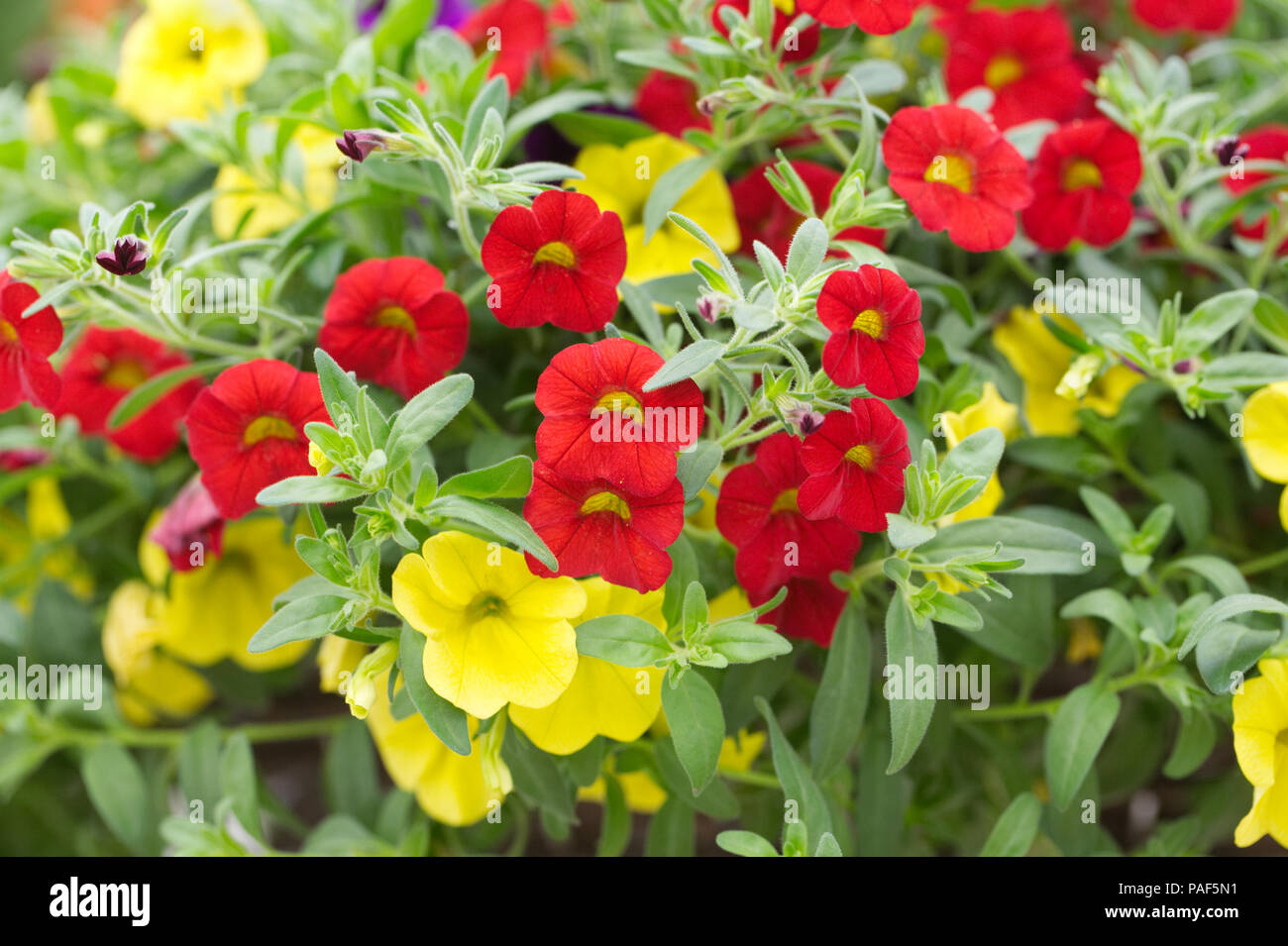 Calibrachoa. Million Bells-Blumen in einer Blumenampel. Stockfoto