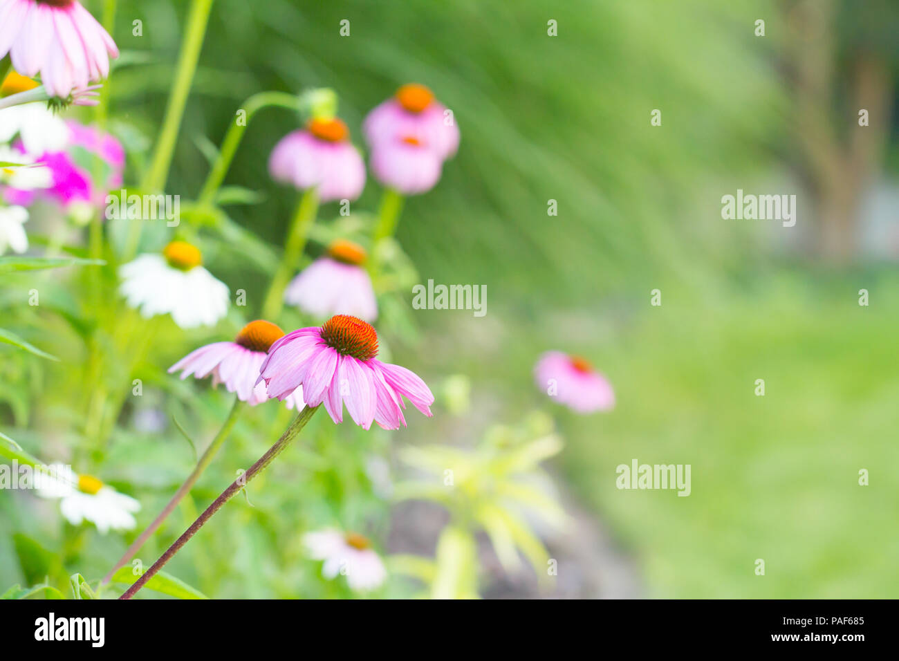 Rosa echinacea Blumen im Sommer Garten Stockfoto