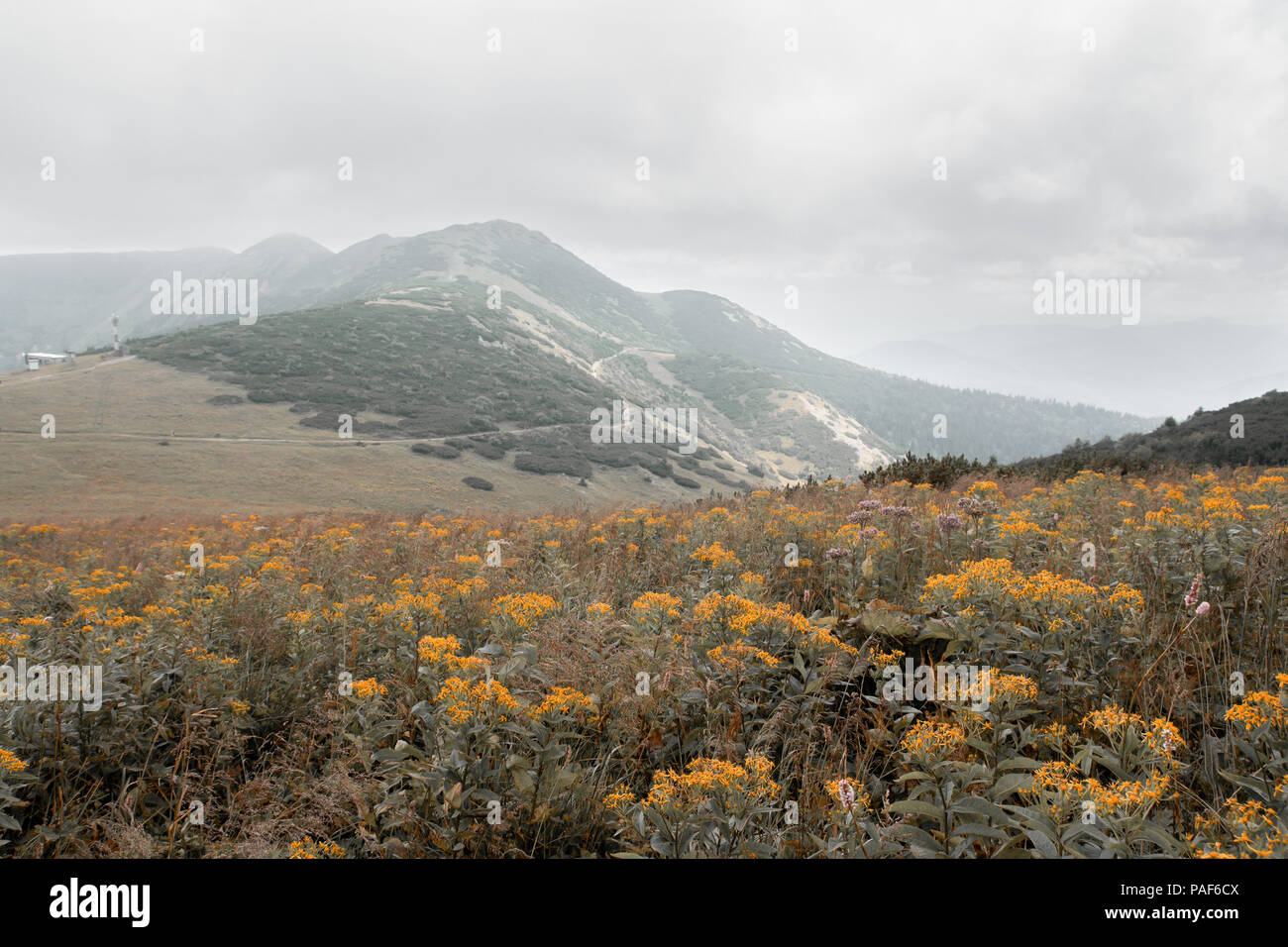 Orange wilde Blumen wiese in den Bergen an bewölkten Tag Stockfoto