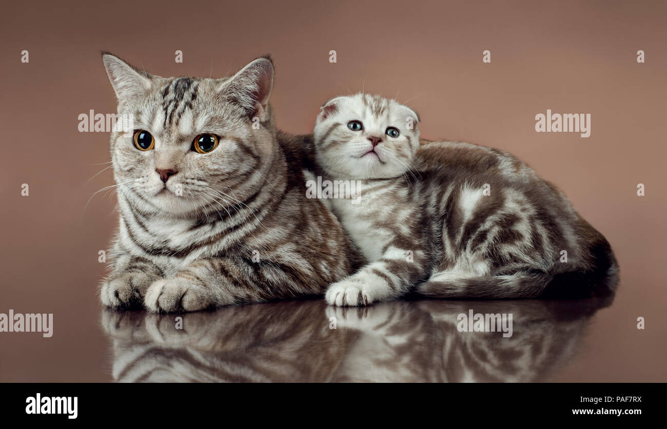 Familie Gruppe von drei schöne, flauschige Kätzchen mit Mutter, die Rasse Scottish-fold, auf braunem Hintergrund liegen Stockfoto