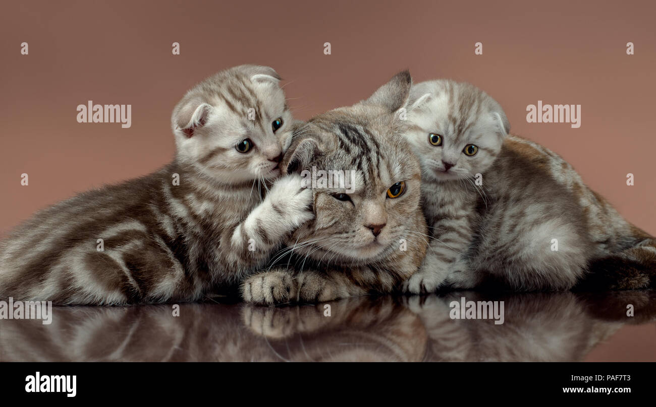 Familie Gruppe von drei schöne, flauschige Kätzchen mit Mutter, die Rasse Scottish-fold, auf braunem Hintergrund liegen Stockfoto