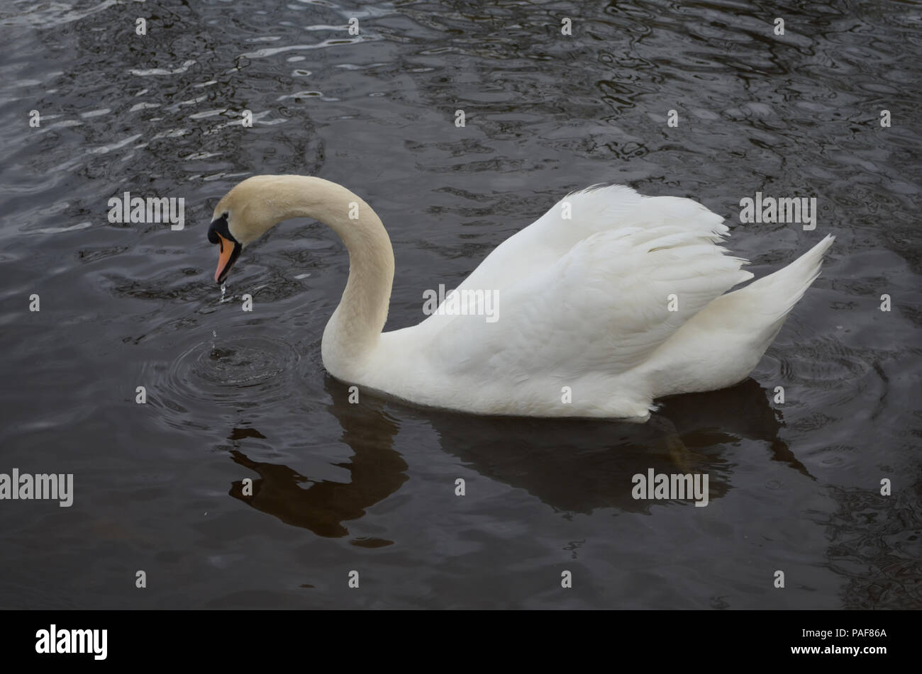 White Swan mit Wasser tropft aus seine Rechnung. Stockfoto