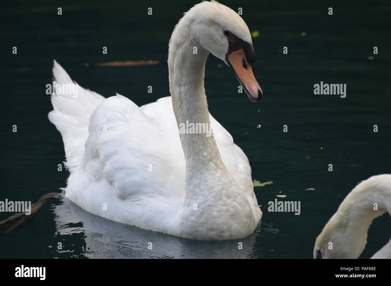 Super White Swan mit Wasser tropft aus seine Rechnung. Stockfoto
