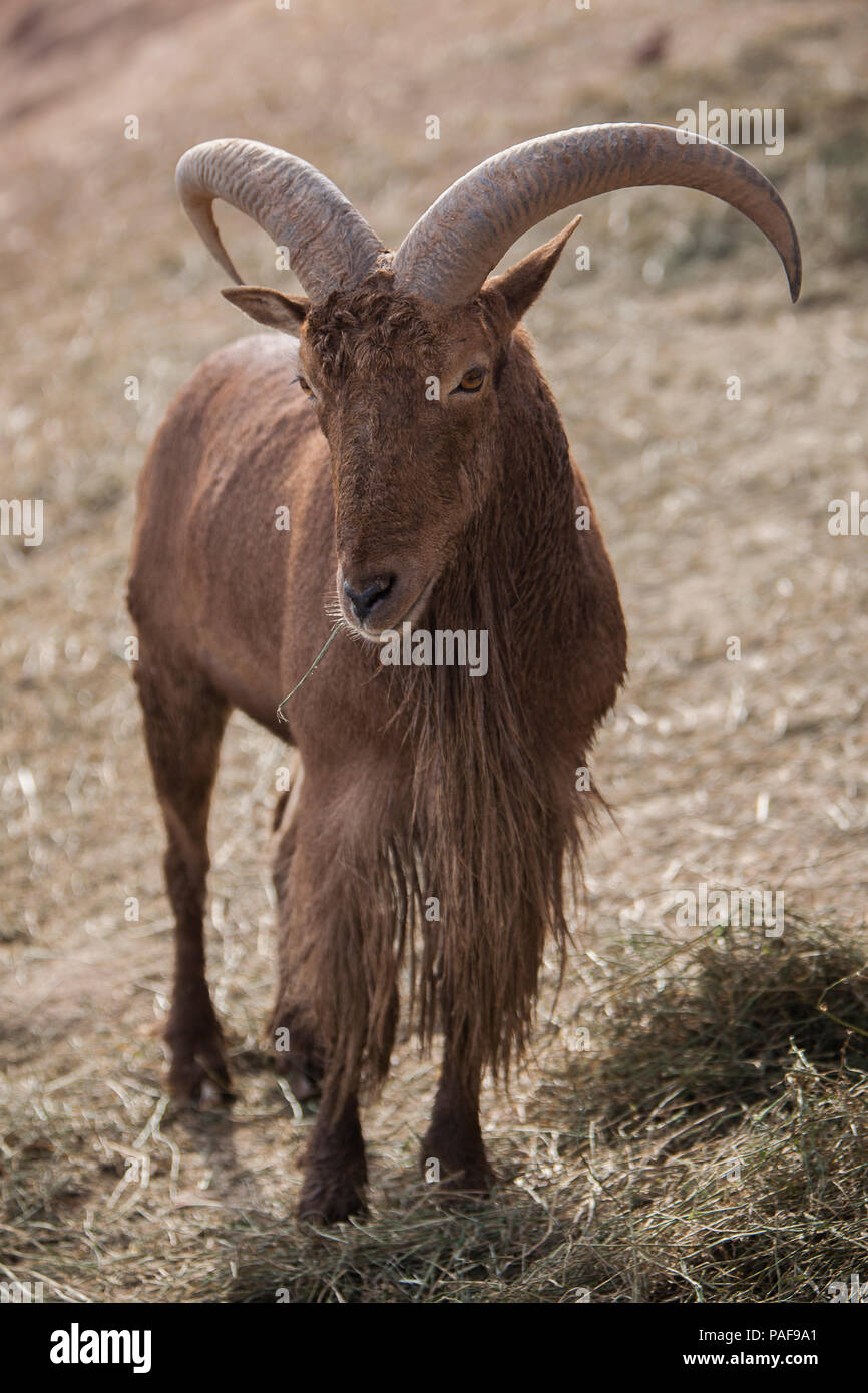 Schöne pyrenaica Capra Stockfoto