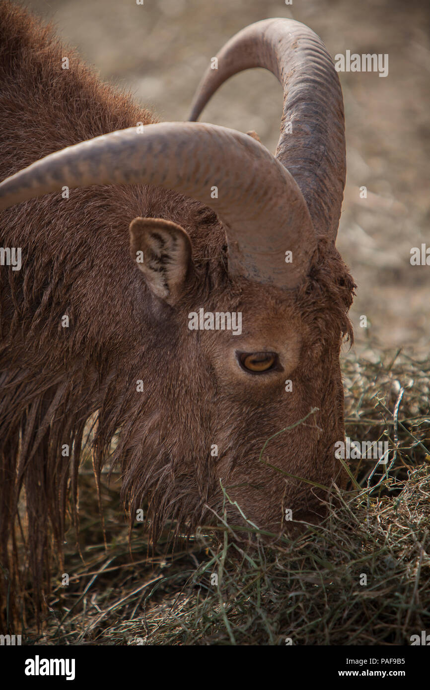 Schöne pyrenaica Capra Stockfoto