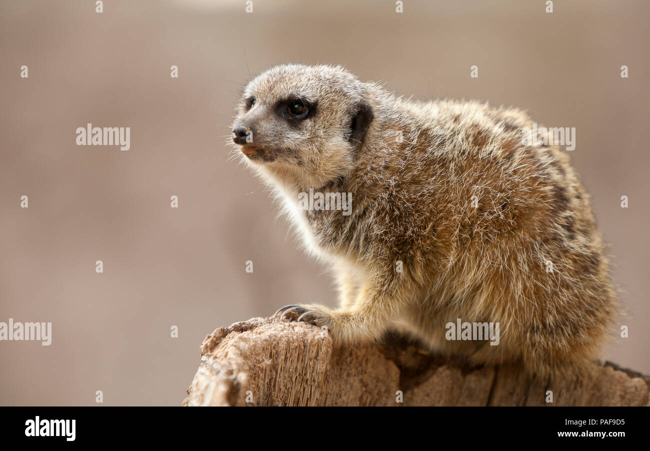 Schöne portrait einer meerkat kletterte auf einer Amtsleitung Stockfoto