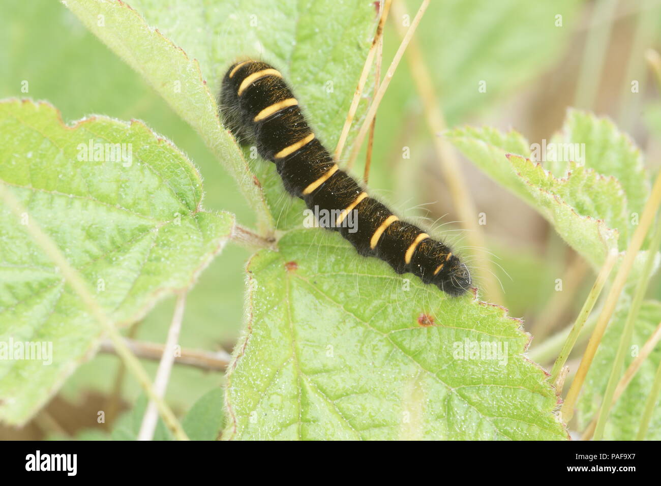 Fox Moth Caterpillar Stockfoto