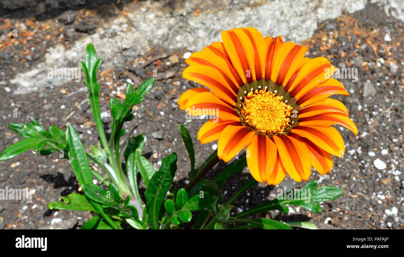 Gazania Rigens, Schatz Blume, Asteraceae, Südafrikanische Blume, ziergarten Pflanzen, Stockfoto