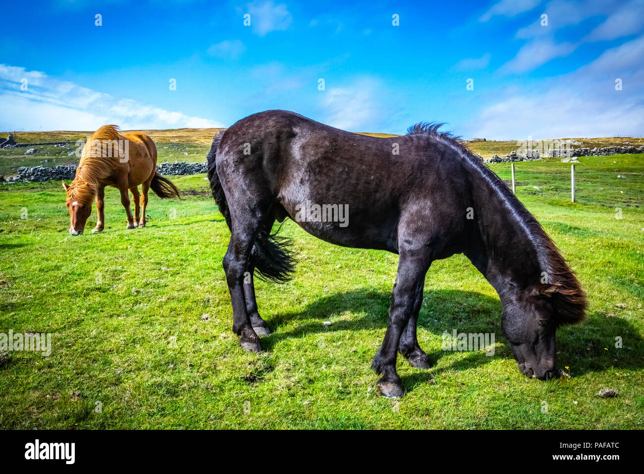 Highland Pferd an Schottland, Shetland Inseln, Großbritannien Stockfoto