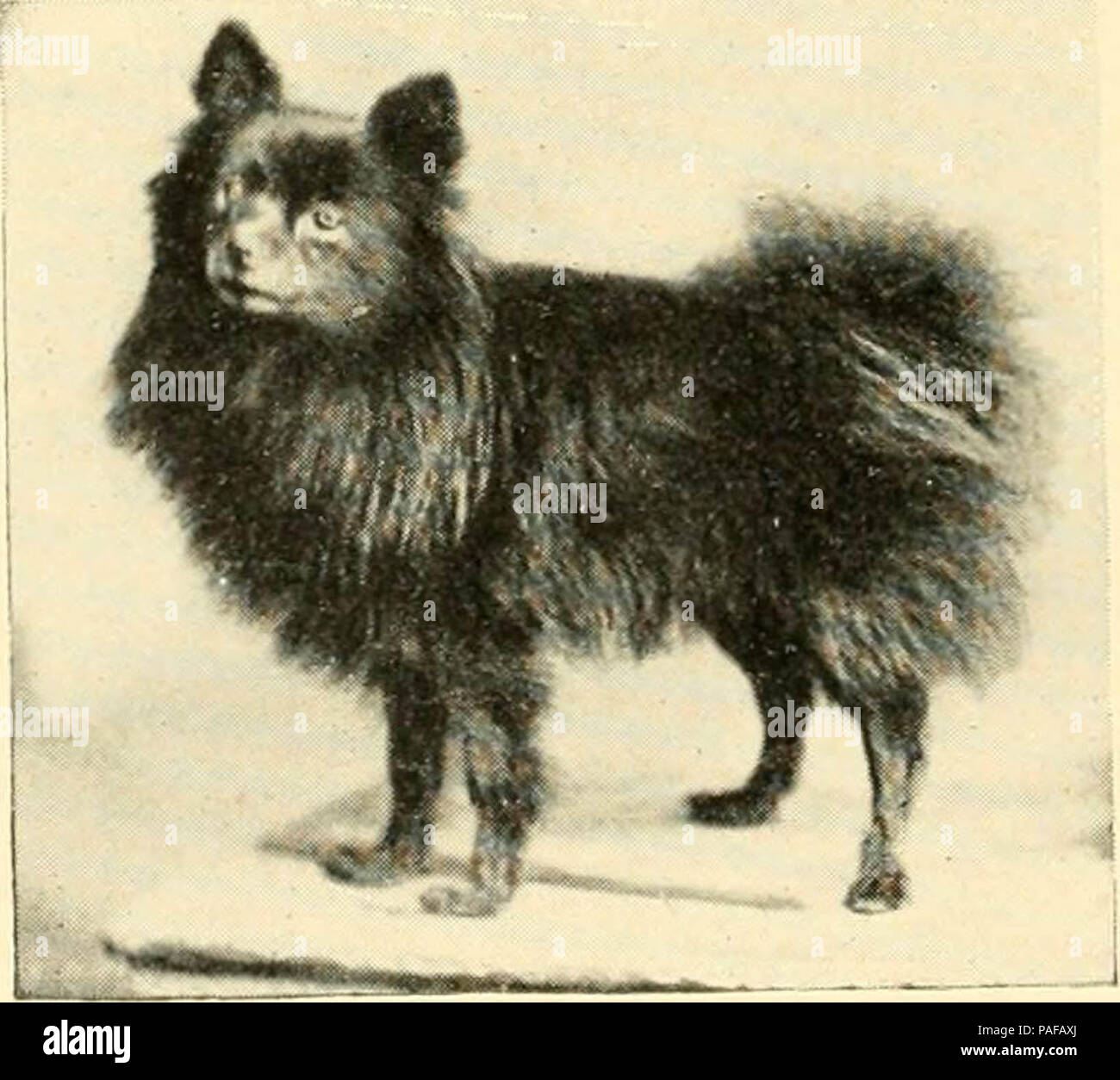 'Kennel Geheimnisse: Wie zu züchten, auszustellen, und mannage Hunde" (1904) Stockfoto