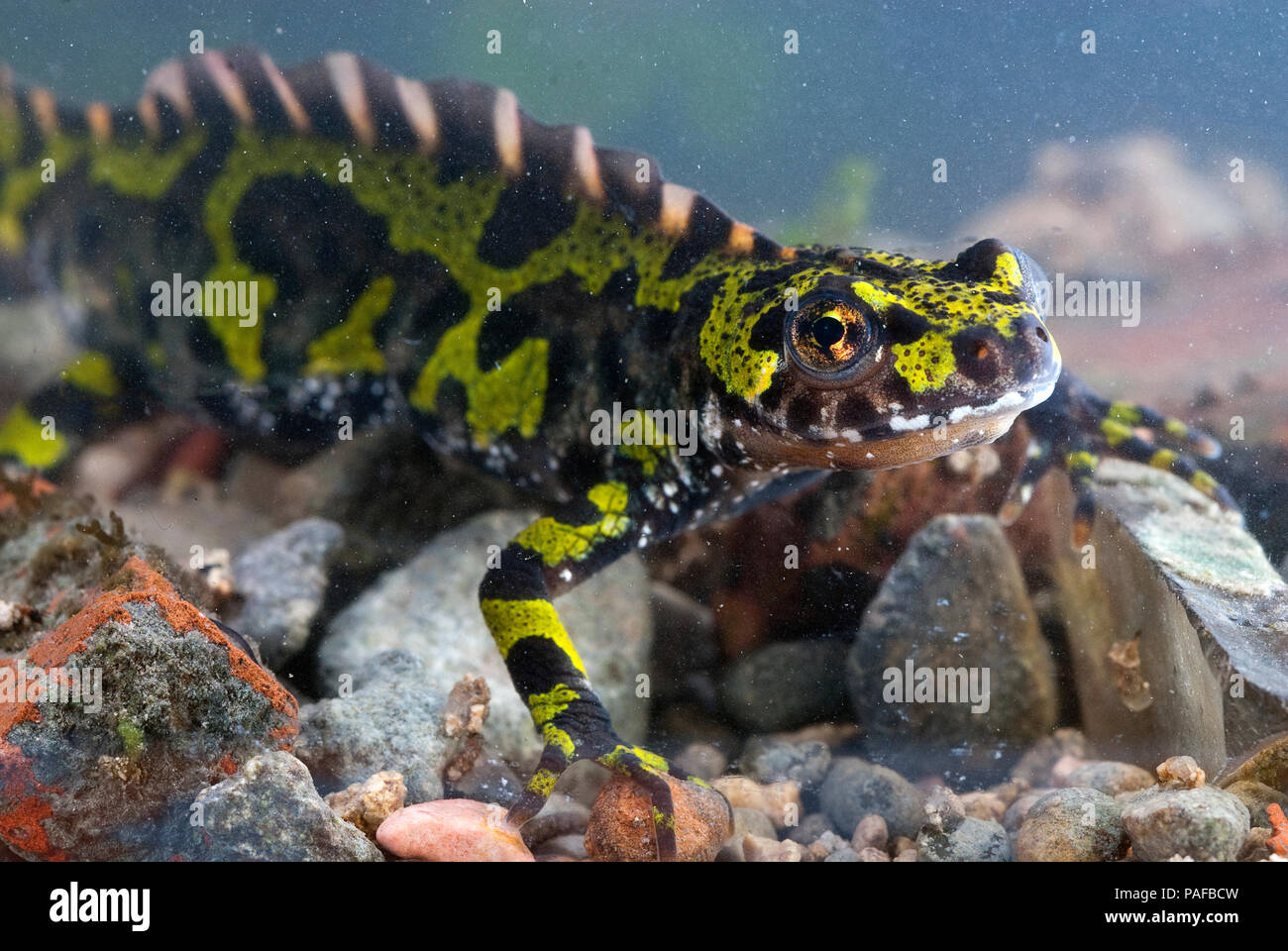 Marmorierte newt, Triturus marmoratus im Wasser, Crest, Amphibien Stockfoto