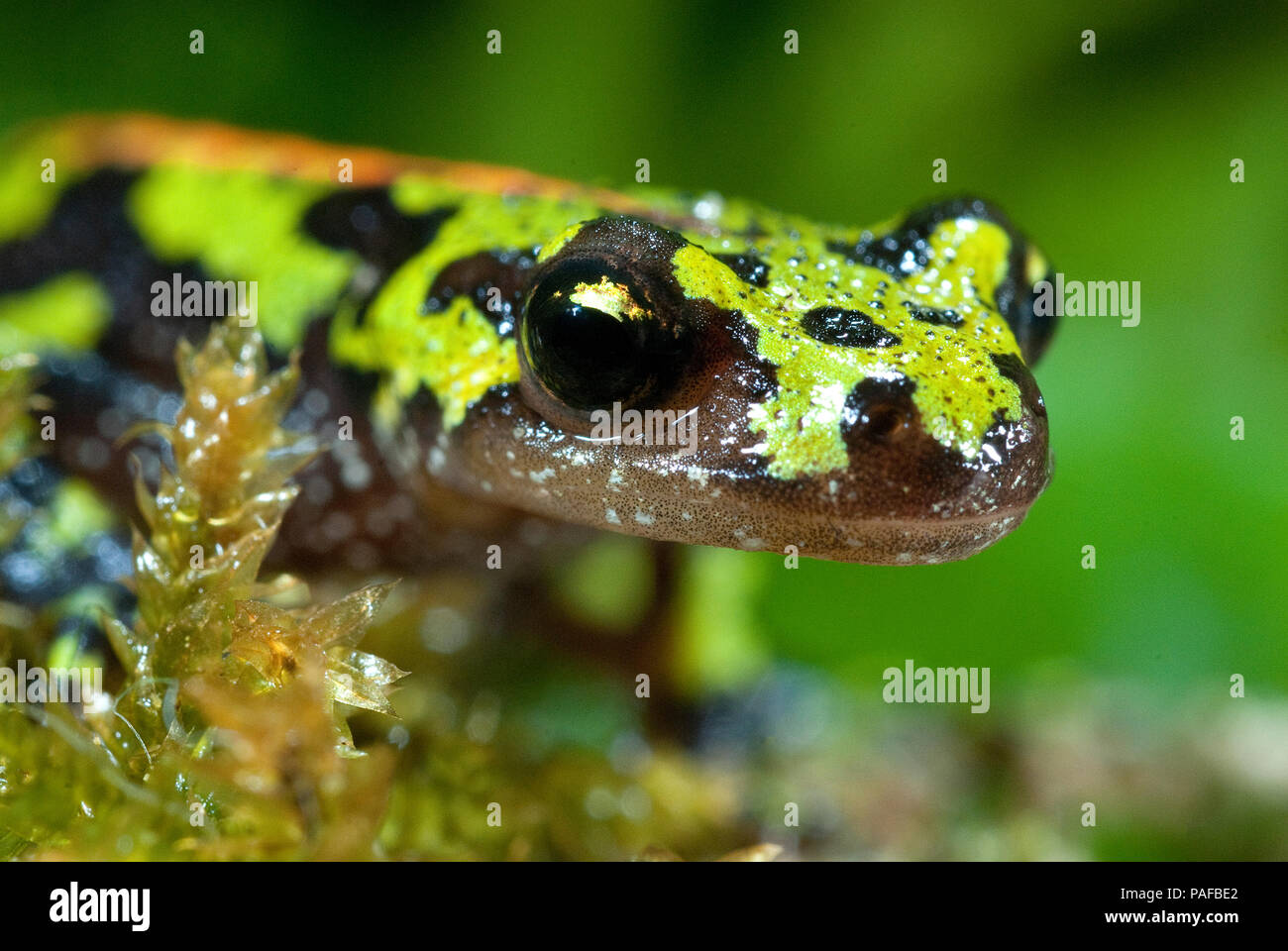 Marmorierte newt, Triturus marmoratus im Wasser, Crest, Amphibien Stockfoto