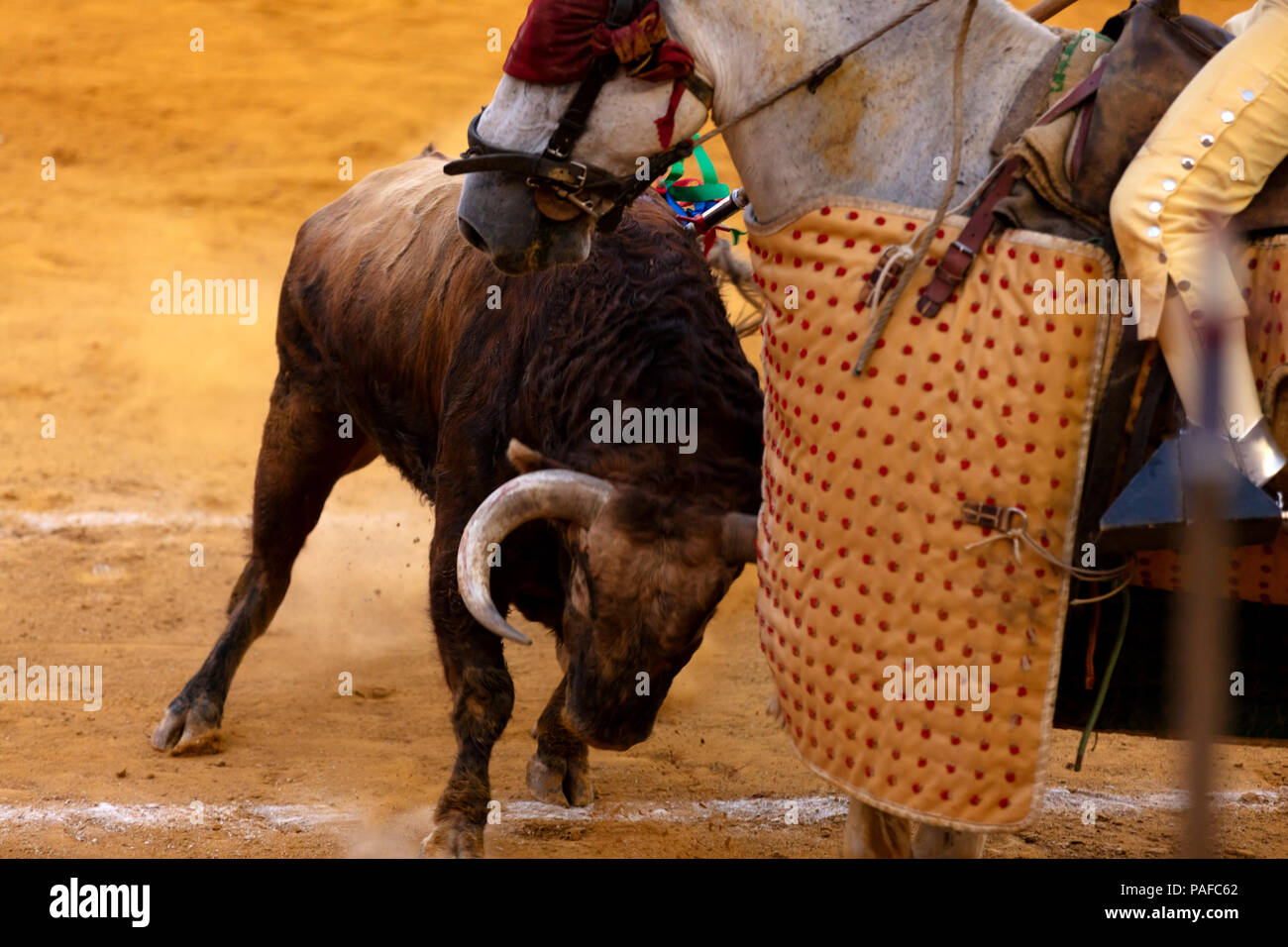 Brave bull Kämpfen mit dem Pferd der Lancer in der Stierkampfarena Stockfoto