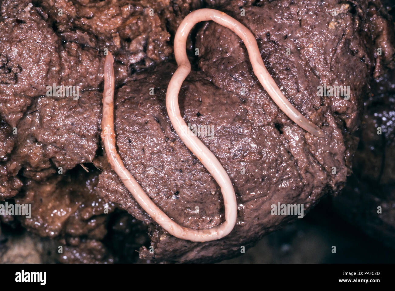 Hund von Spulwürmern, Toxocara Canis, auf Hund Kot. Ist weltweit verteilten  helminth Parasit der Hunde und andere caniden. Erwachsene Würmer Messen von  9 bis 18 cm Stockfotografie - Alamy