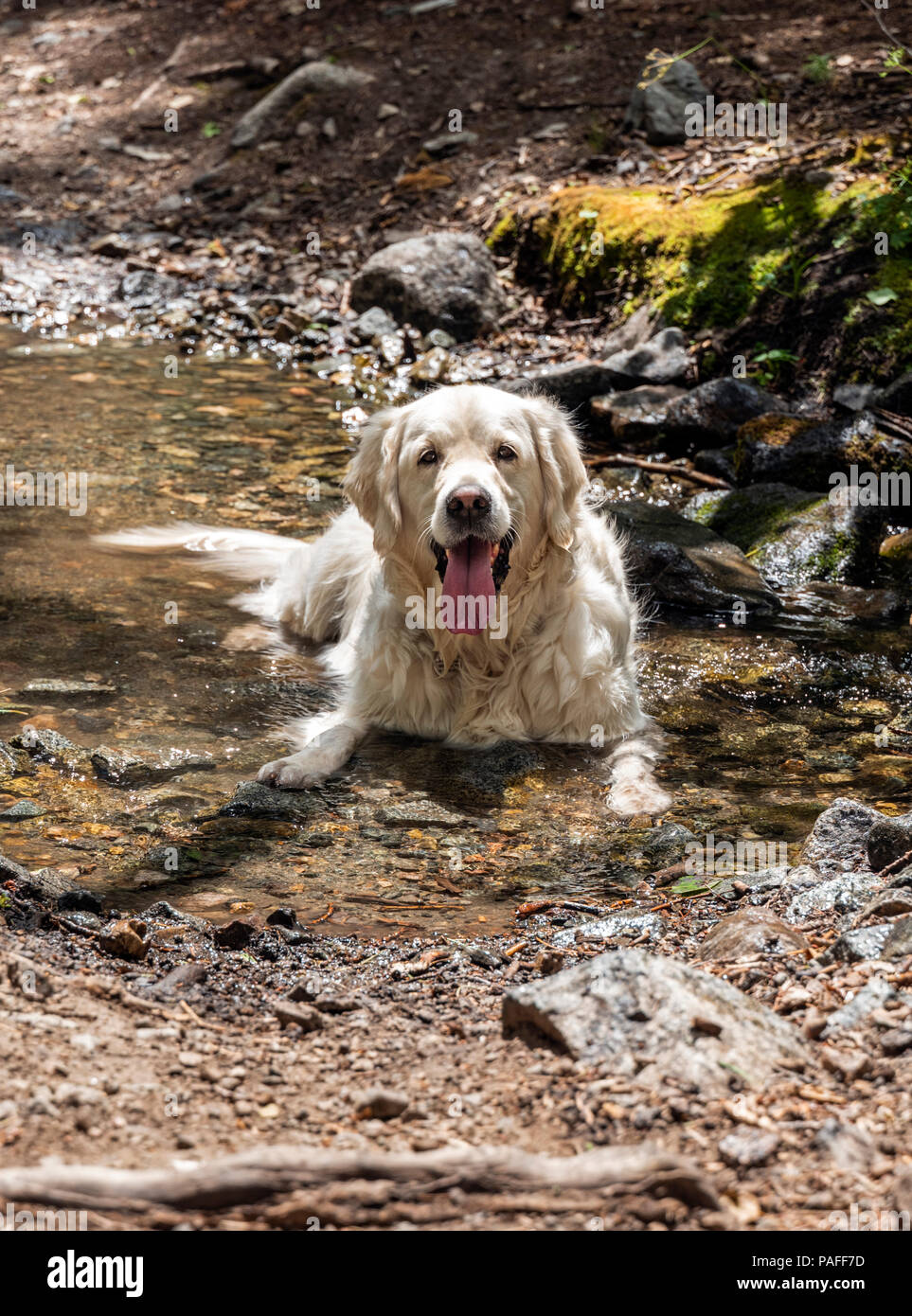 Platin farbige Golden Retriever Hund Abkühlung Bear Creek, in der Nähe von Salida, Colorado, USA Stockfoto