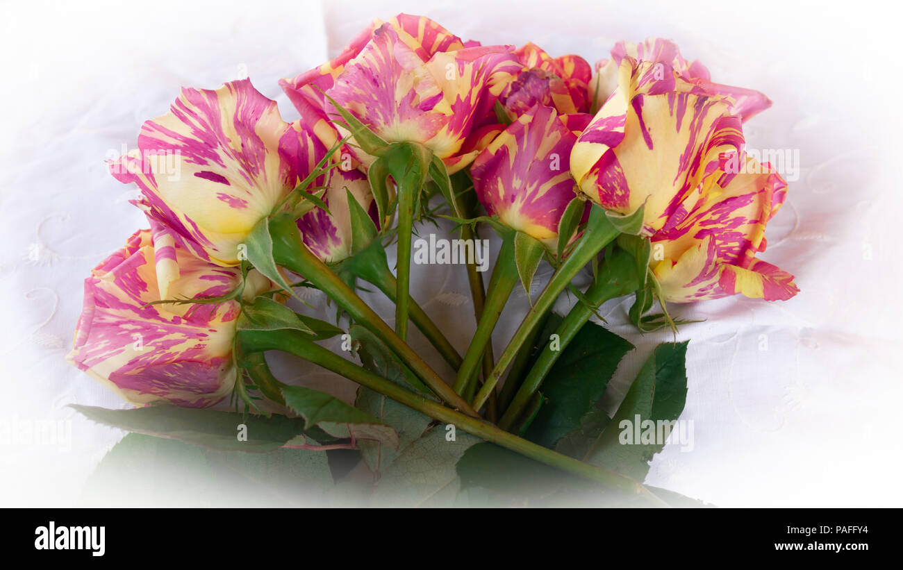Eine romantische, aber schrullig Bündel Rosen oft Claude Monet berufen sind auffällig und würde ein schönes Geschenk für die Liebsten machen Stockfoto