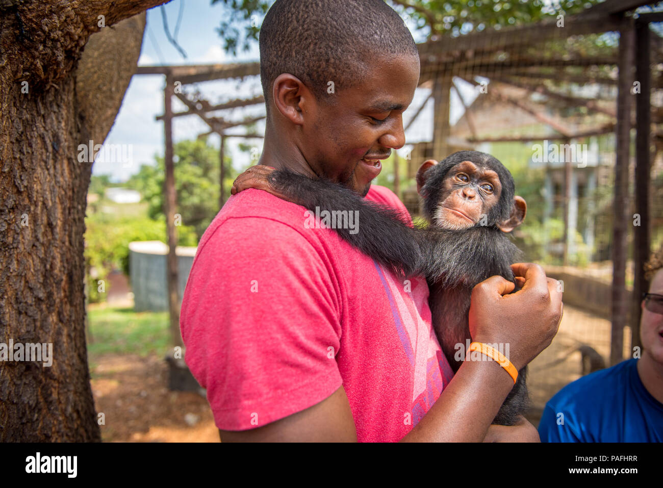 Junge Person der Farbe hält Baby Schimpanse (Pan troglodytes) Ganta Liberia Stockfoto