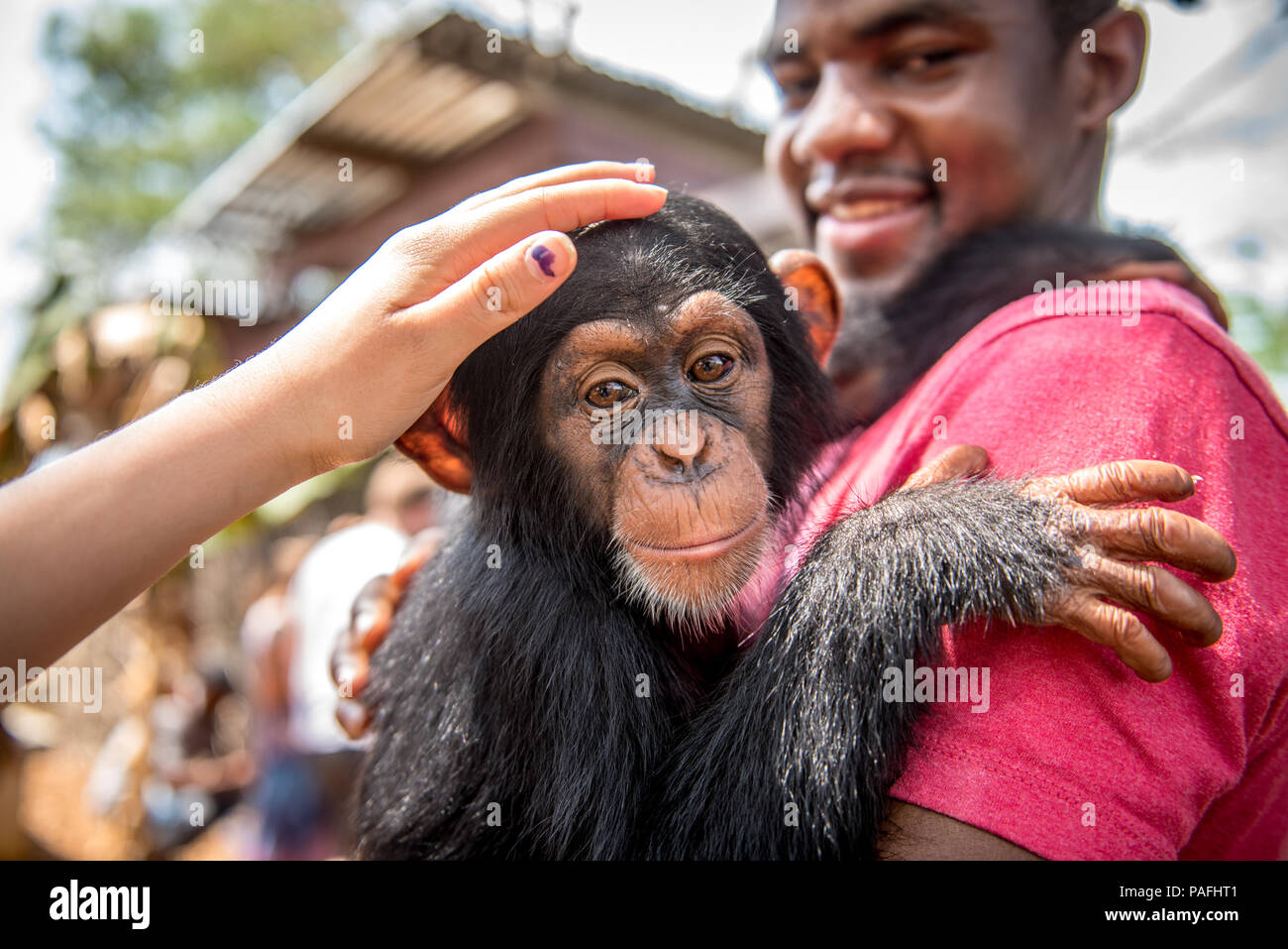 Junge Person der Farbe hält Baby Schimpanse (Pan troglodytes) Ganta Liberia Stockfoto
