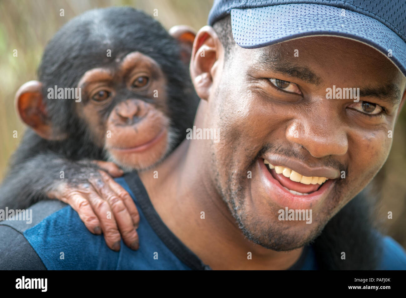 Junge Person der Farbe hält Baby Schimpanse (Pan troglodytes) auf seinem Rücken. Ganta Liberia Stockfoto