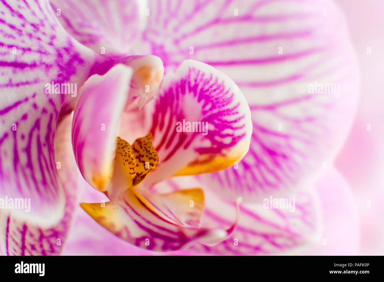 Blume Orchidee Falenopsis, sehr closeup Stockfoto