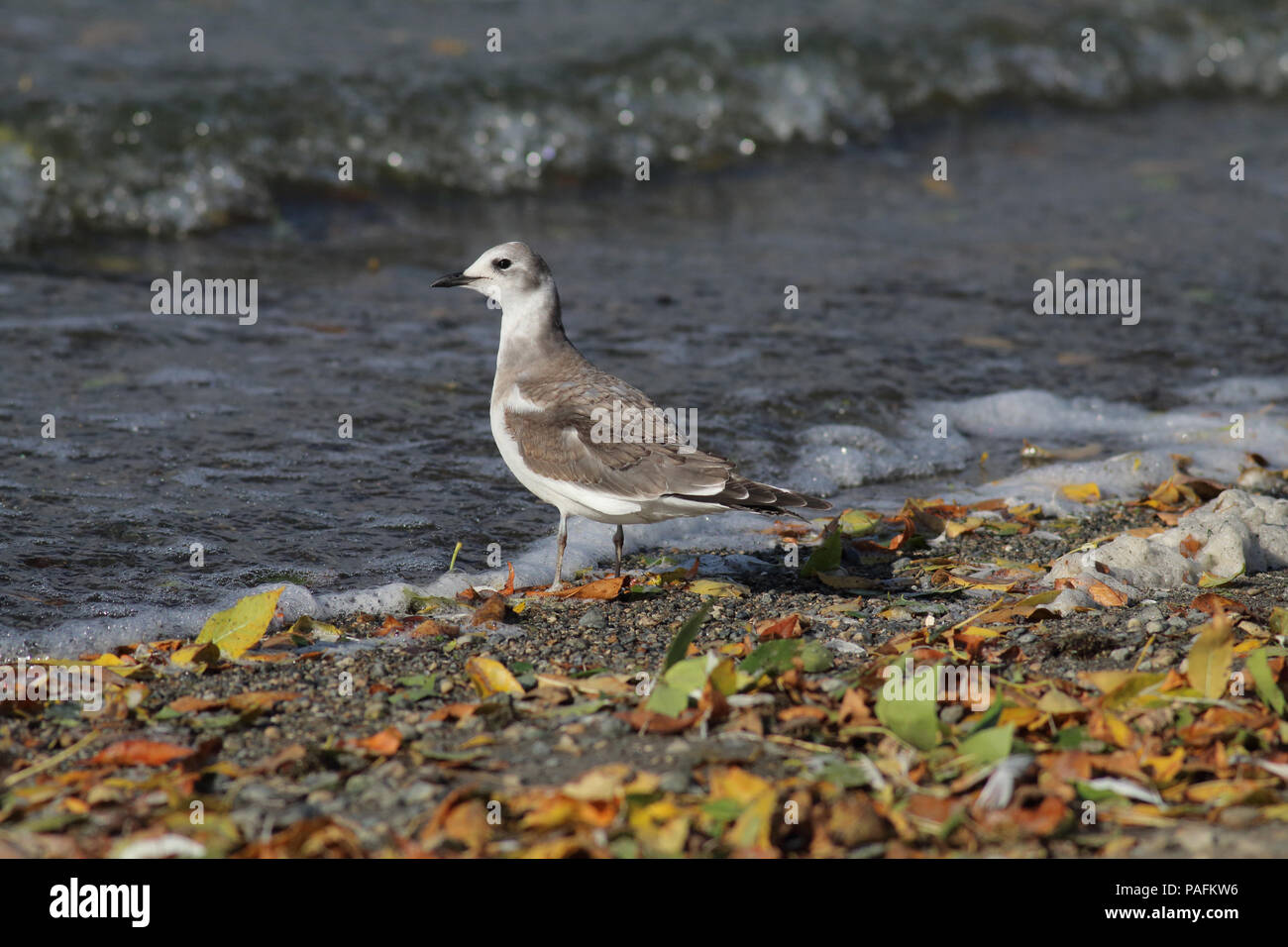 Sabine's Gull Oktober 5th, 2014 Wall See, Minnehaha County, South Dakota Canon 70 D, 400 5.6L Stockfoto