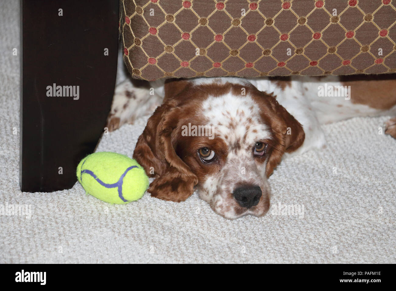 Oscar, ein Rescue Dog finden das Leben in der Wildnis. Er war ursprünglich ängstlich, oft versteckt unter Möbel mit einem Lieblingsspielzeug. Er ist jetzt "normal". Stockfoto