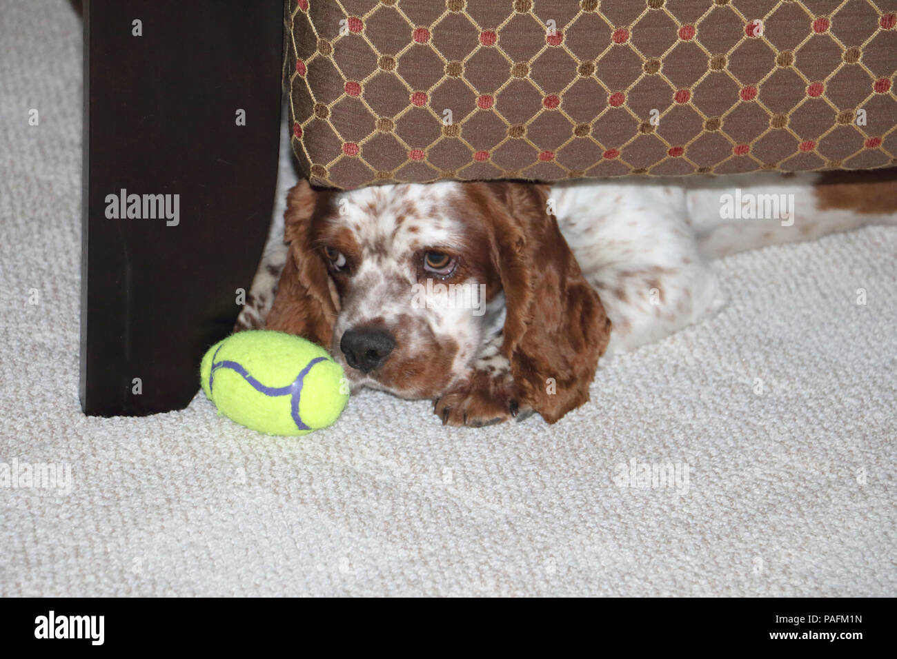 American Cocker Spaniel, versteckt unter einem Stuhl mit seinem Lieblingsspielzeug. Stockfoto