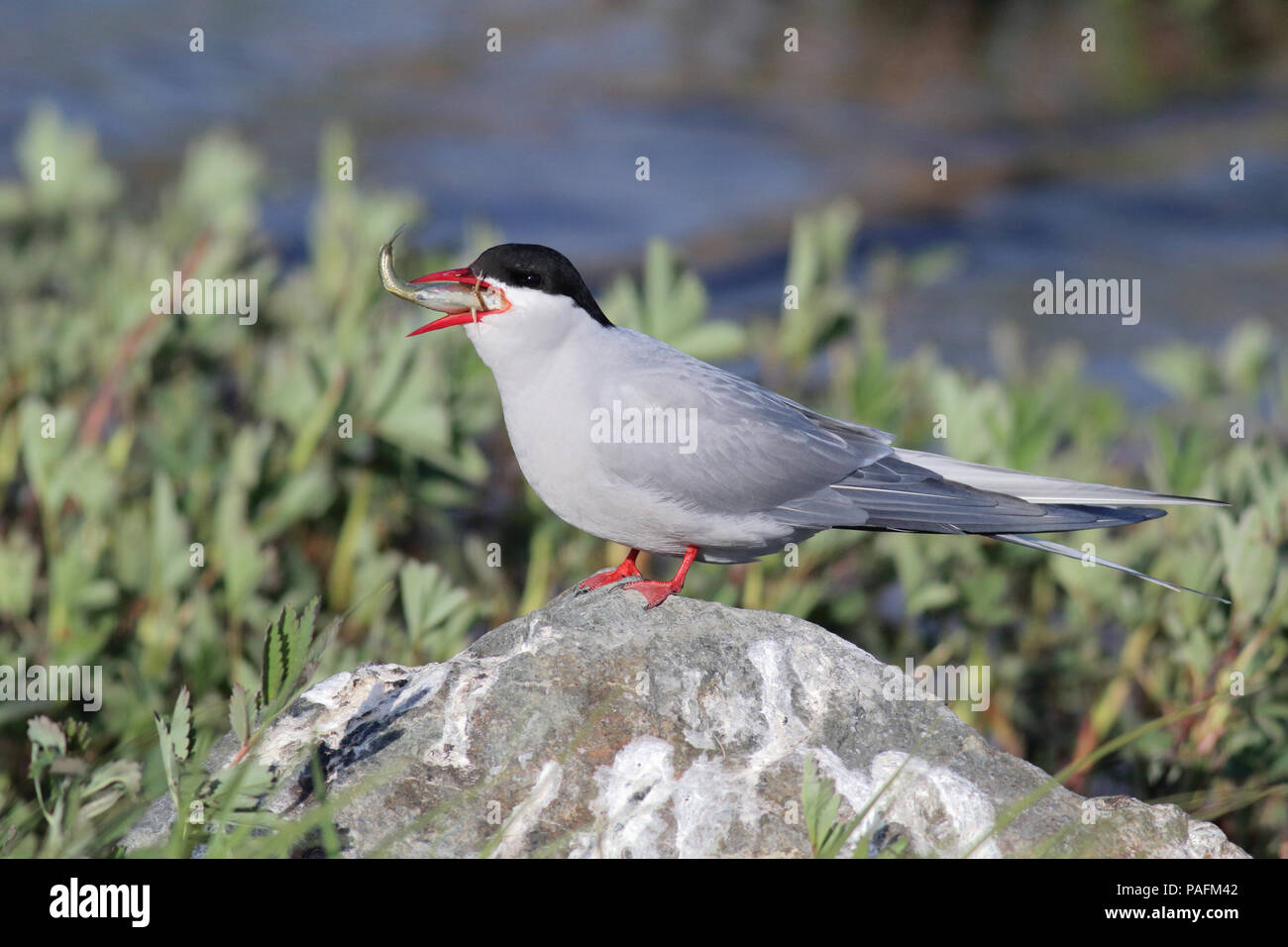 Küstenseeschwalbe Mai 19th, 2014 Potter Marsh, in der Nähe von Anchorage, Alaska Canon 70 D, 400 5.6L Stockfoto