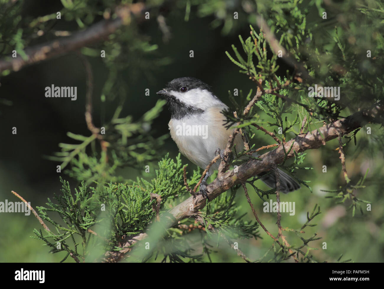 Black-capped chickadee September 4th, 2011 Minnehaha County, SD Stockfoto