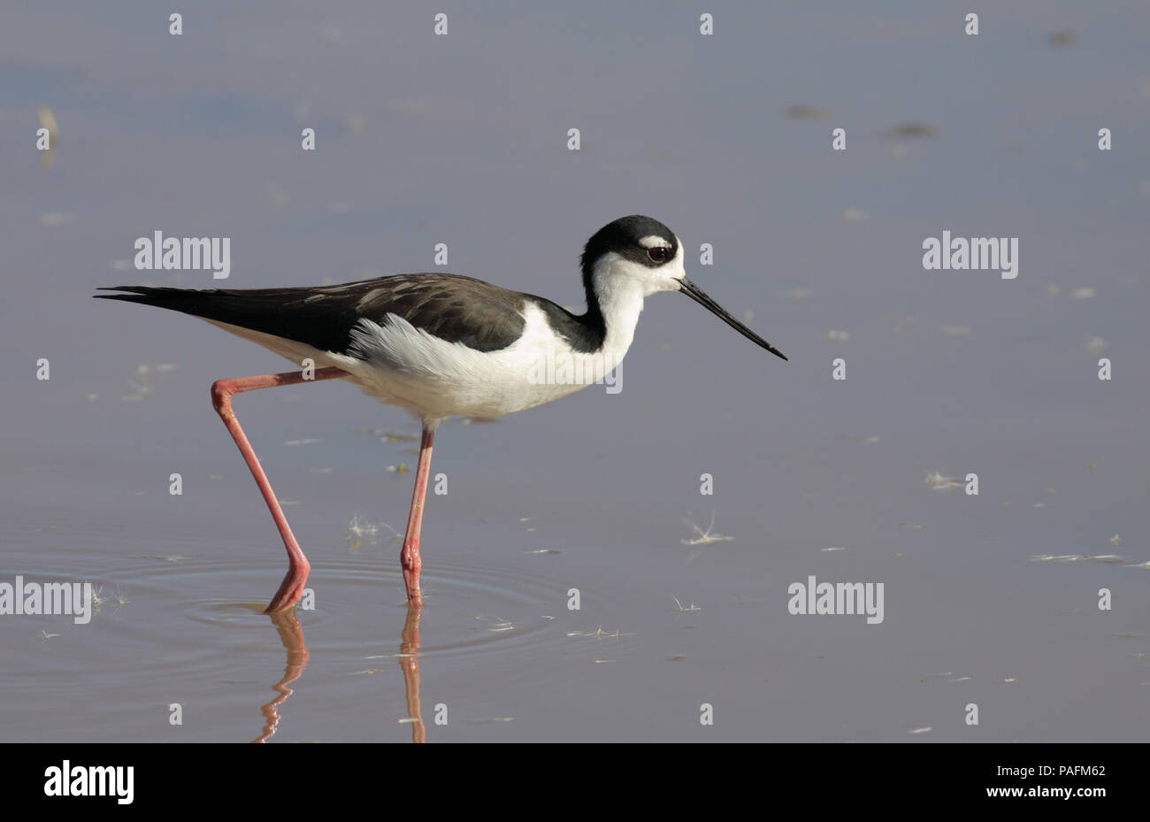 Black-necked Stelze Dezember 7th, 2010 Gilbert Wasser Ranch, Arizona Canon 50D, 400 5.6L Stockfoto