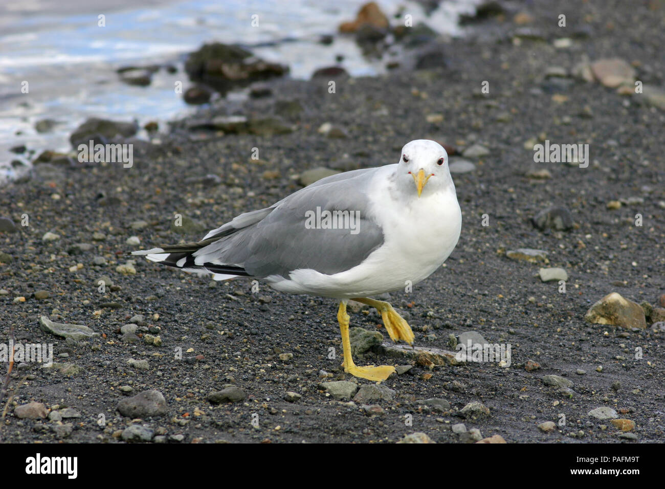 California Gull - - 082704 - - Yellowstone National Park Stockfoto