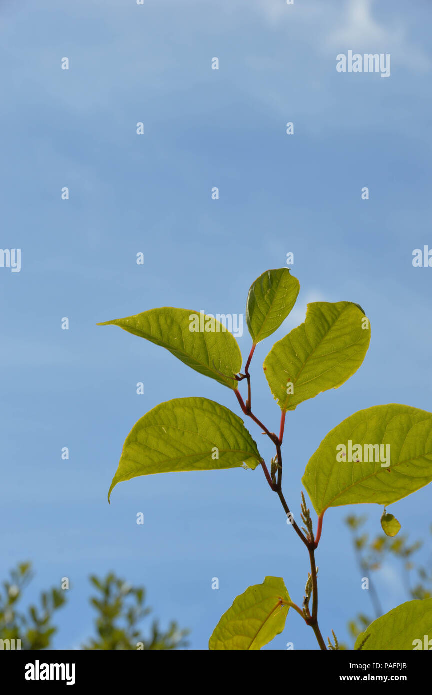Die Stengel und Blätter der japanische Knöterich (Fallopia japonica) Werk vor dem Hintergrund des blauen Himmels Stockfoto