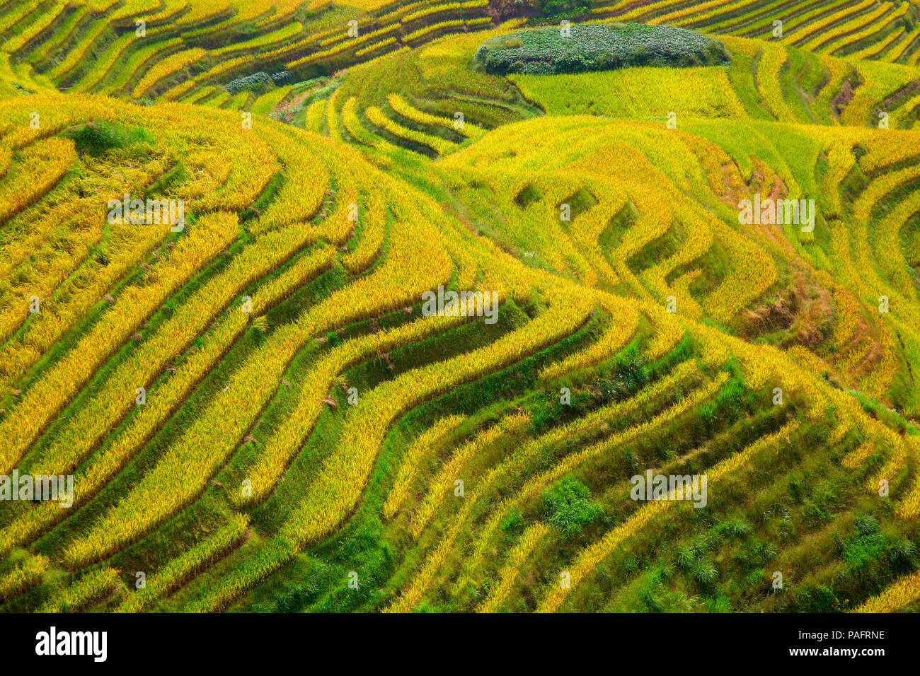 Die longsheng Reis Terrassen (Dragon's Backbone) auch bekannt als Longji Reisterrassen sind in Longsheng County, etwa 100 km (62 mi) von G Stockfoto